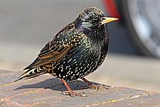 Birds