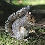 Gray Squirrels