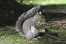 Grey_Squirrels