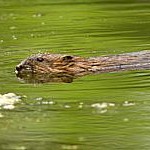 Muskrats