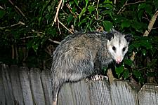 Opossum