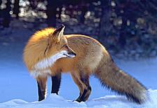 Red_Fox