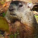 Woodchucks