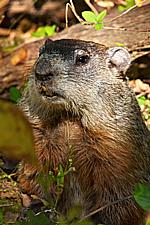 Woodchucks